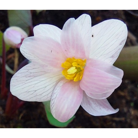 Sanguinaria canadensis