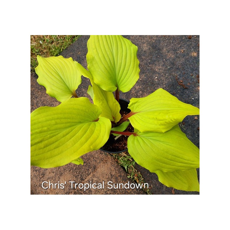 Chris Tropical Sundaw